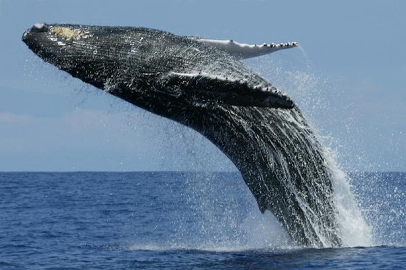 WHALE WATCHING IN MIRISSA