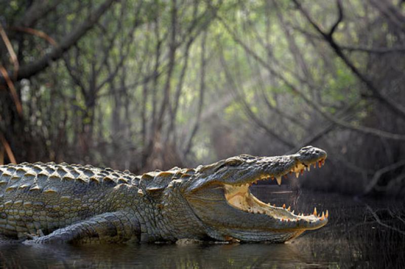 CROCODILE SAFARI 