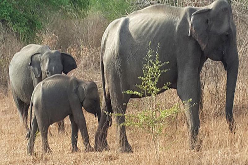 Udawalawe National Park